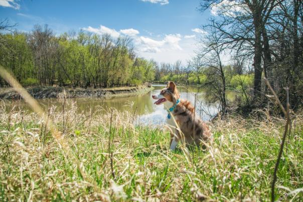dog sitting next to the river