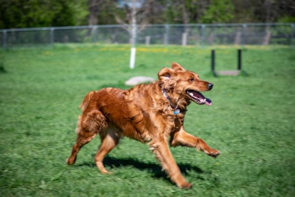 Golden Retriever running at dog park