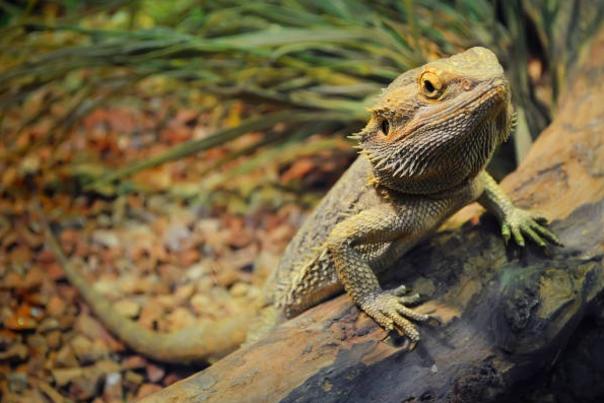 A bearded dragon perched on a log, looking upward with its front claws gripping the wood and a blurred habitat background behind it.