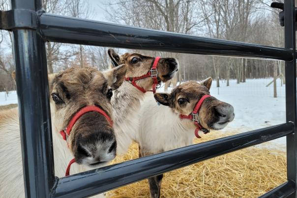 shortsville reindeer
