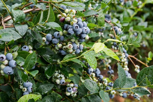 Ember's Rising Blueberries
