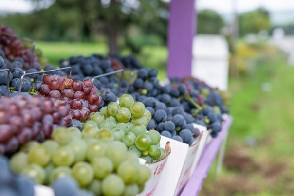 Purple and green grapes at Jerome's U-Pick stand.