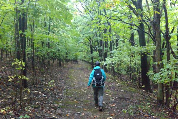 A hiker faces away from the camera, walking into the distance. On either side they are surrounded by young trees with bright green leaves.