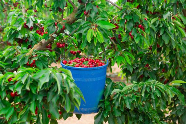 Tart Cherries - USDA Cherry Collection Tour