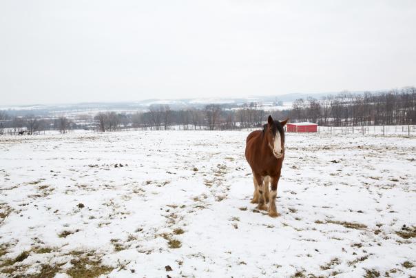 horse-snow