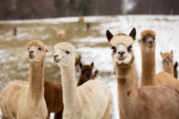 Alpacas in the snow at Lazy Acres Alpacas