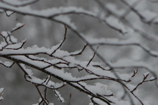 Snow gently blankets tree branches.