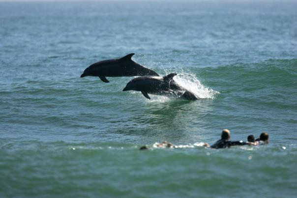 Dolphins & Surfers