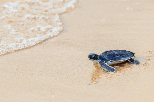 turtle nesting season
