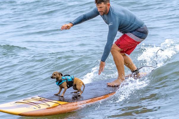 Dog Surf