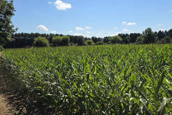 A view of the corn field at Flushing Farms.