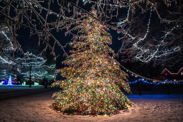 A large pine tree decorated with lights for Christmas and lit up at night after an ice storm.