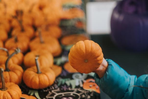 A child picks up a small pumpkin from a table full of similarly sized pumpkins.