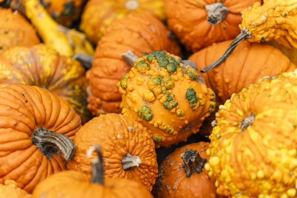 A scene of pumpkins.