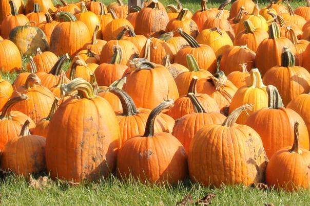 A large group of bright orange pumpkins on green grass.