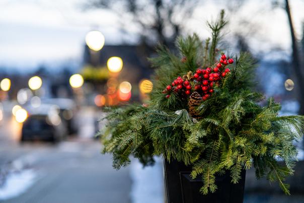 An image of holiday holly with red berries at its center. The photo was taken in a downtown district, with cars in the background.