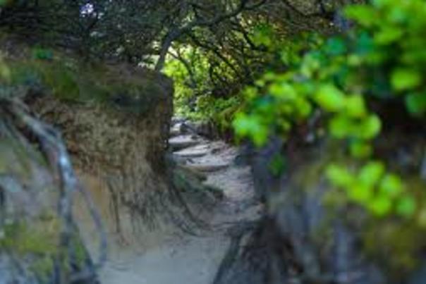 Hobbit Trail - TLC