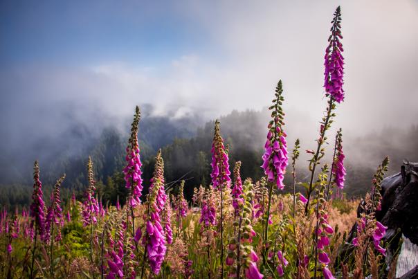 Foxglove & Fog
