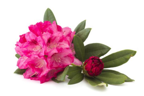 Rhody Flower