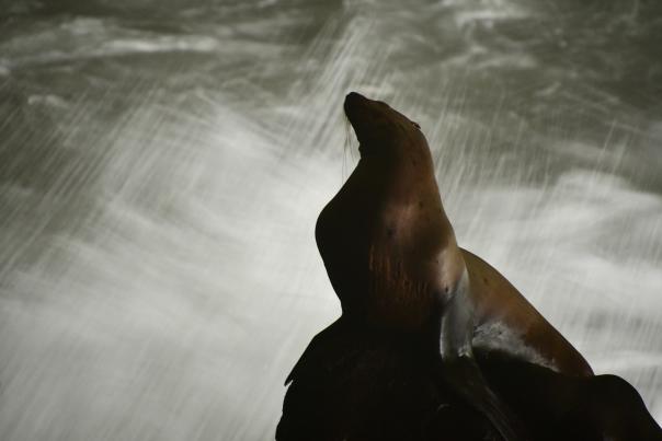 Sea Lion Caves