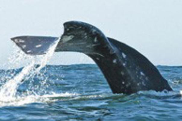 Whale-watching-OCVA