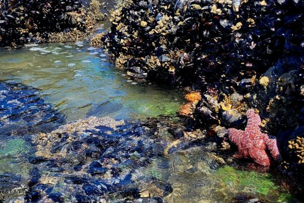 Tide Pool with Mussels