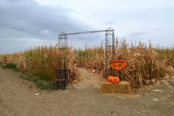 Corn Maze