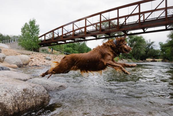 A dog jumps into the Poudre River at Whitewater Park