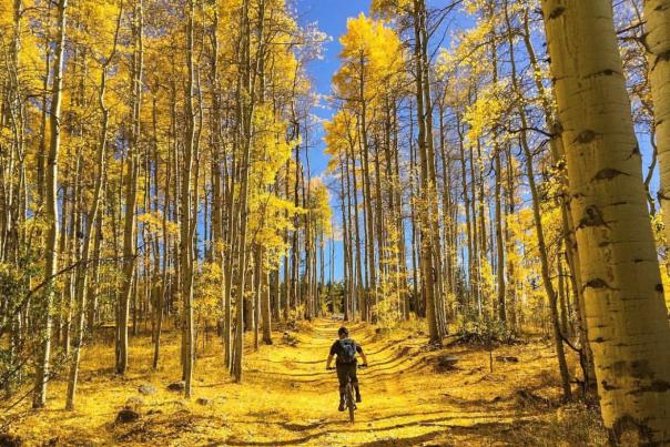 Fall Aspens FRRG