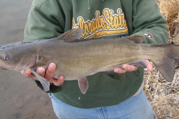 NoCoFishing_Catfish