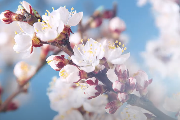 Visit Fort Collins This Spring