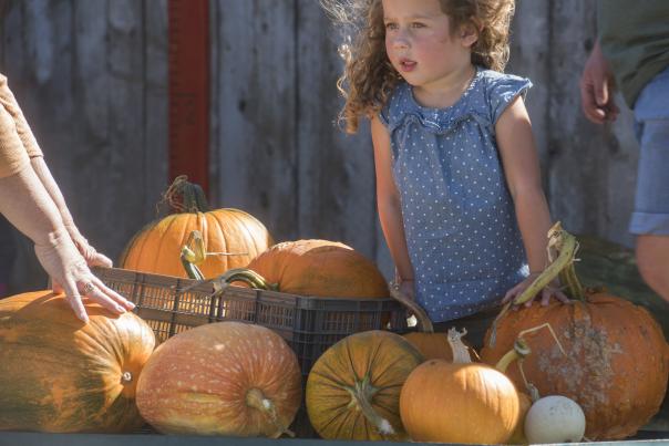 Pumpkin Patch