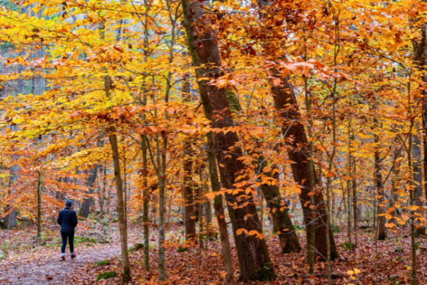 Bright yellow and orange trees highlight fall foliage near Fort Smith, Arkansas.