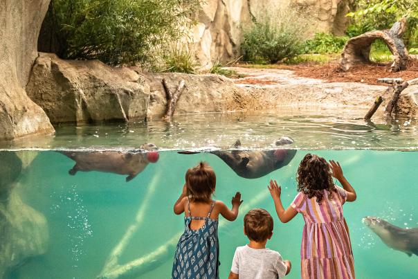 Kids Looking at Zoo Otters with Apples