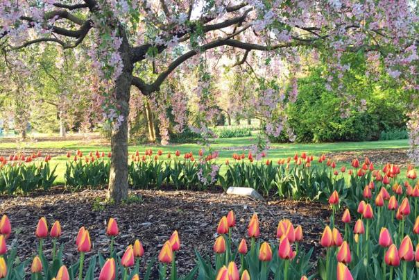 Foster Park in the Spring - Fort Wayne