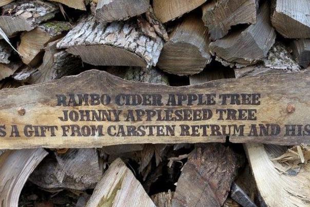 Rambo apple tree - clearer pic