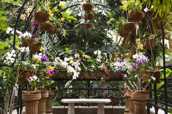 sweetheart orchid display of flowers inside the botanical gardens
