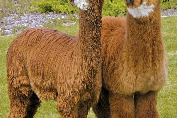 Alpaca Cover Photo