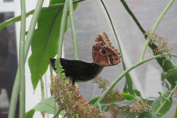 Butterfly Having a Snack