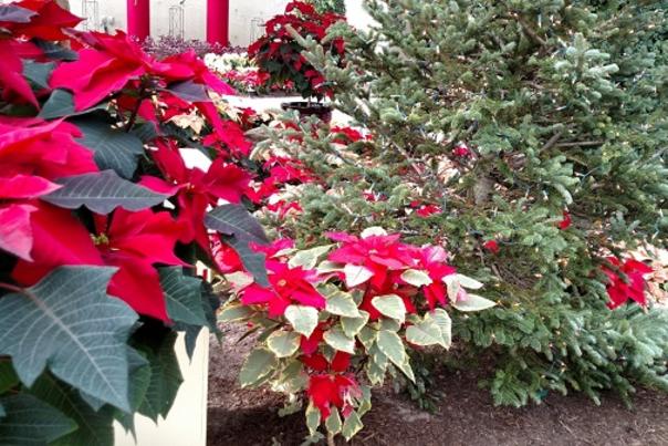 Poinsettias and Pine at the Botanical Conservatory