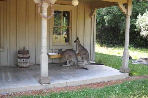 Curious Wallabies