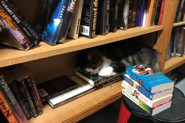 Cat on bookshelf at Hyde Brother Booksellers in Fort Wayne, Indiana
