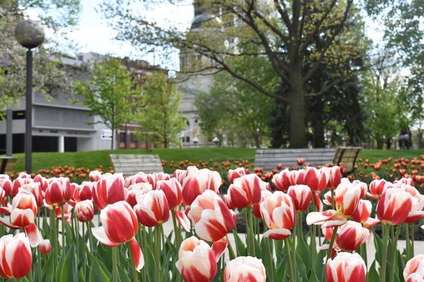 Spring Flowers in Freimann Square - Downtown Fort Wayne