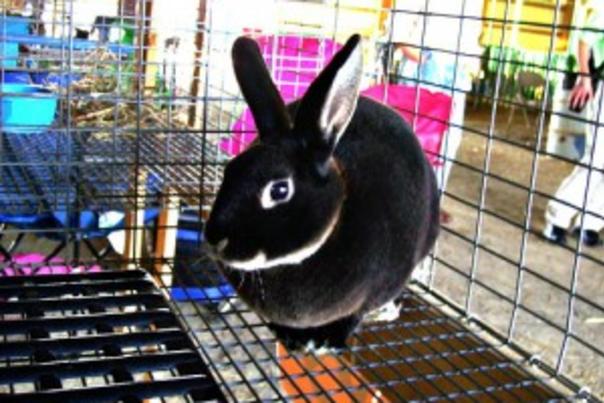 Rabbit at the fair 300x225