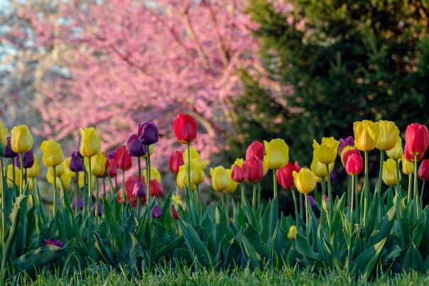 Tulips and Redbuds in fort Wayne