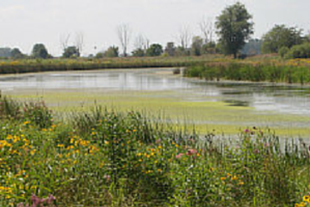 eagle marsh 
