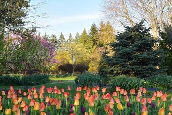 Foster Park Tulips