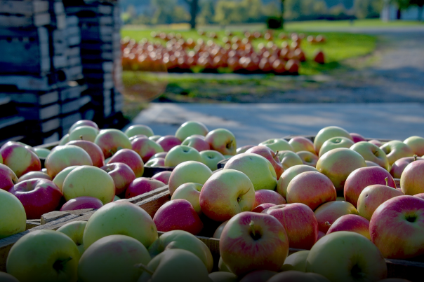 Fall Festival at Cooks Apple Farm