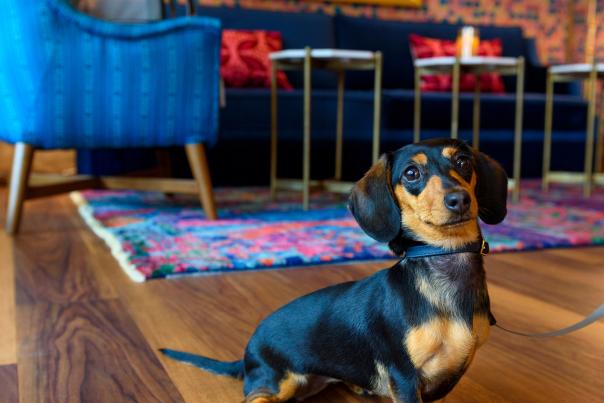 Dog sitting in the lobby of the bradley hotel downtown