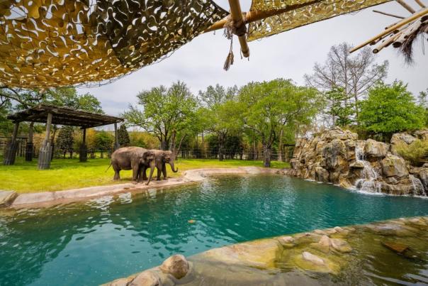 Elephant Springs zoo